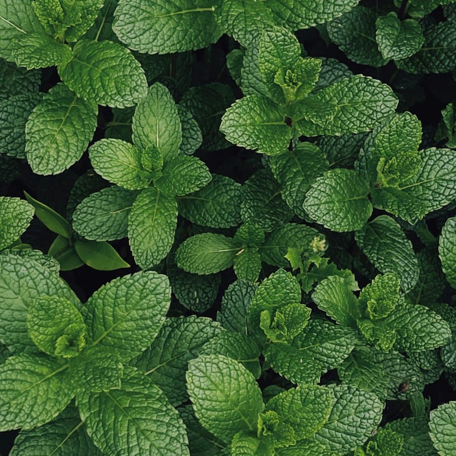 Menthol